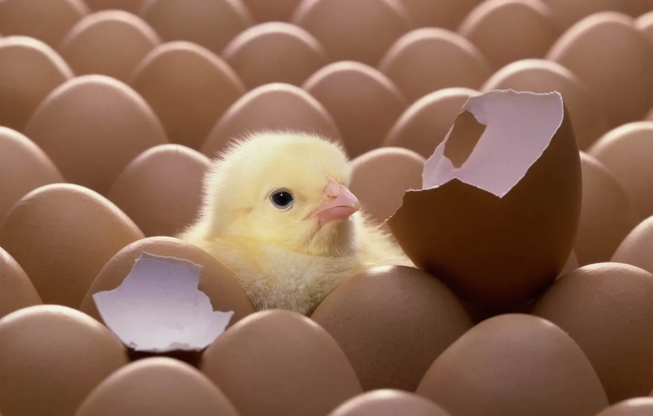 Photo wallpaper egg, shell, chick, chicken