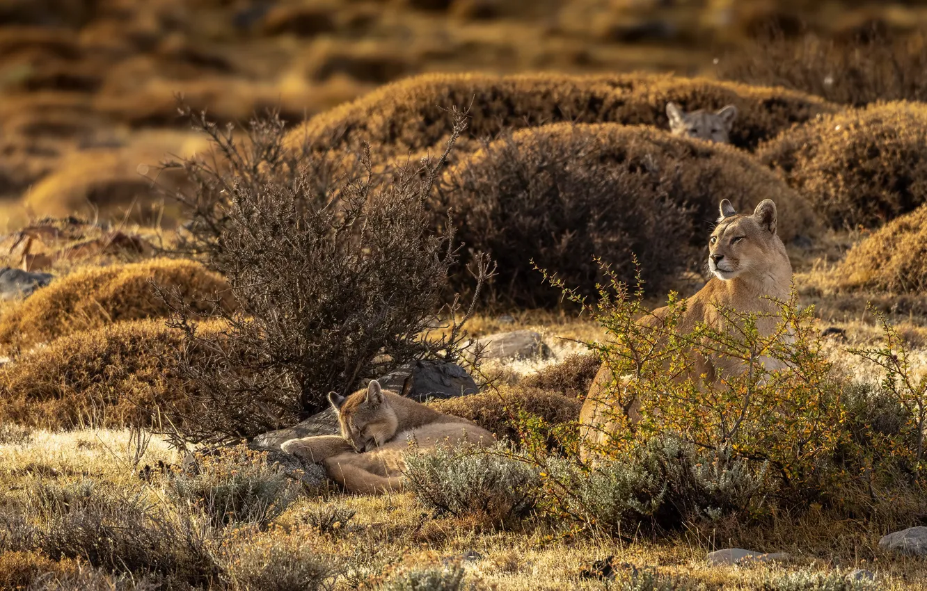 Photo wallpaper branches, pose, stay, sleeping, cub, Puma, the bushes, mother