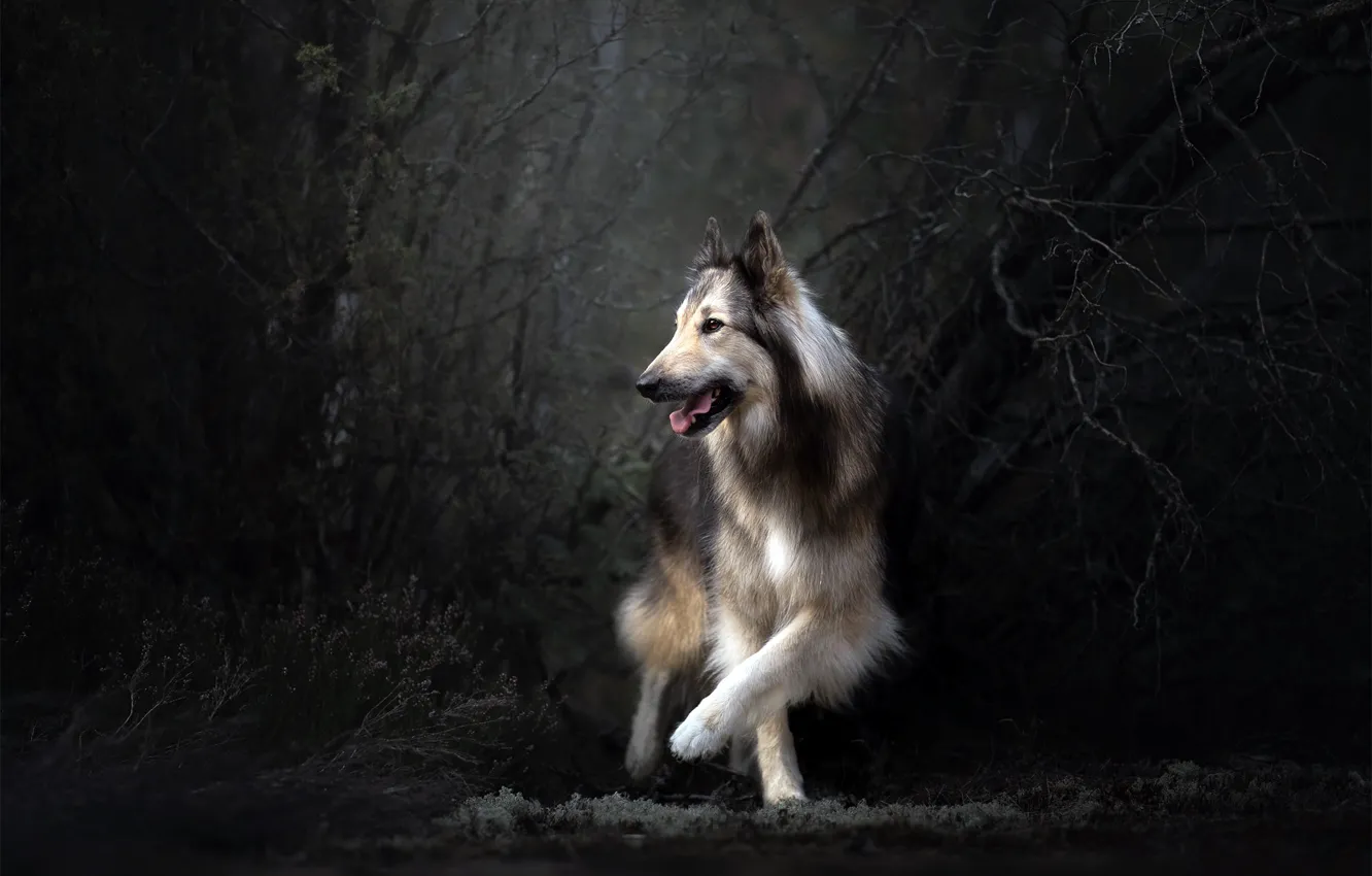 Photo wallpaper nature, each, dog