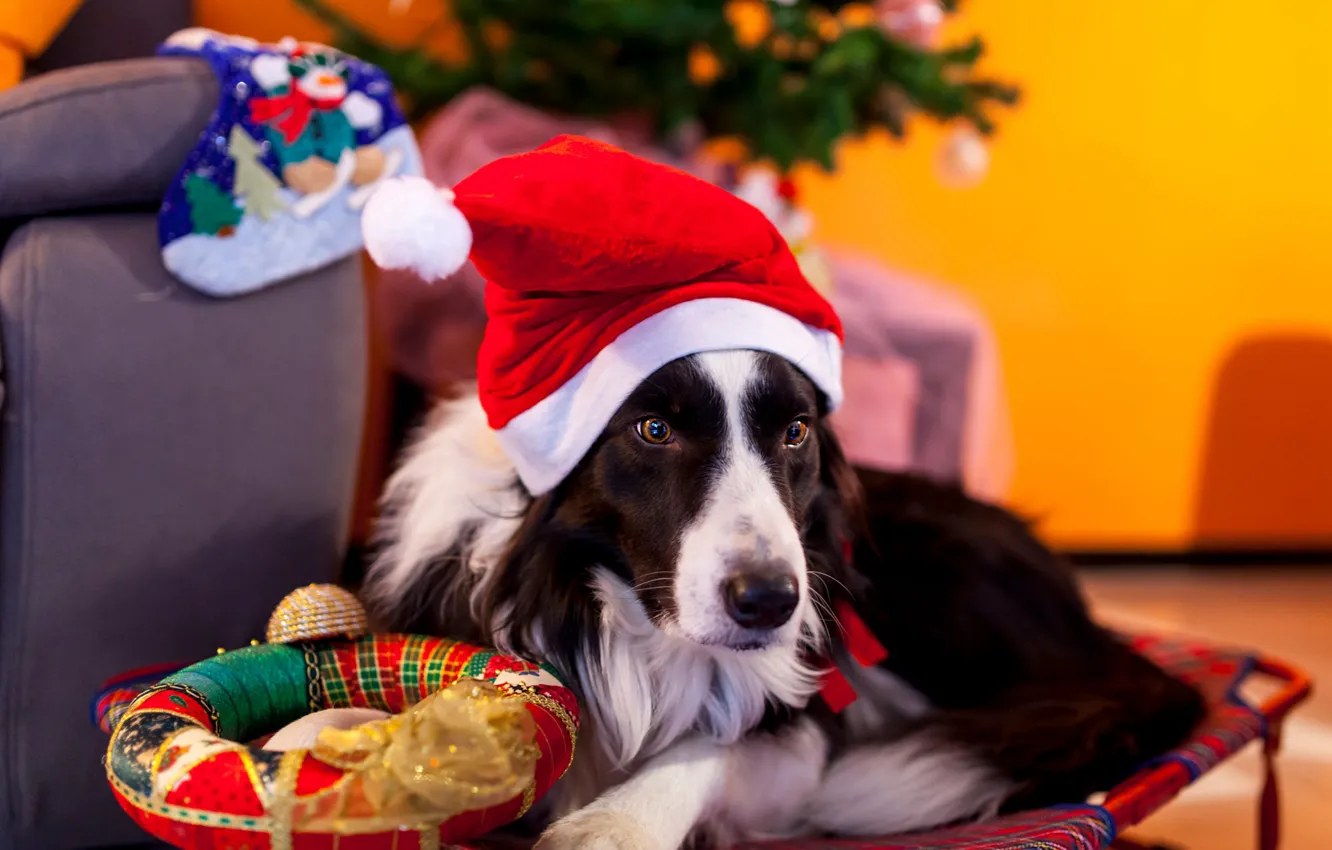 Photo wallpaper look, pose, room, toy, new year, portrait, dog, chair