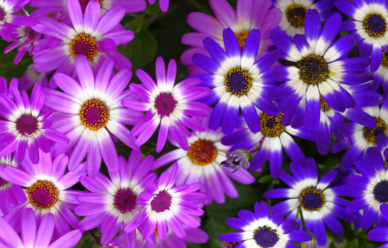 Photo wallpaper purple, macro, flowers, bright, pink, flowerbed, a lot, Osteospermum