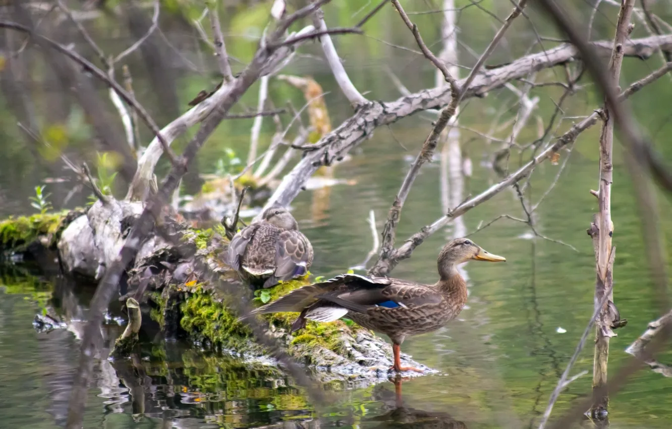 Photo wallpaper water, lake, duck, duck