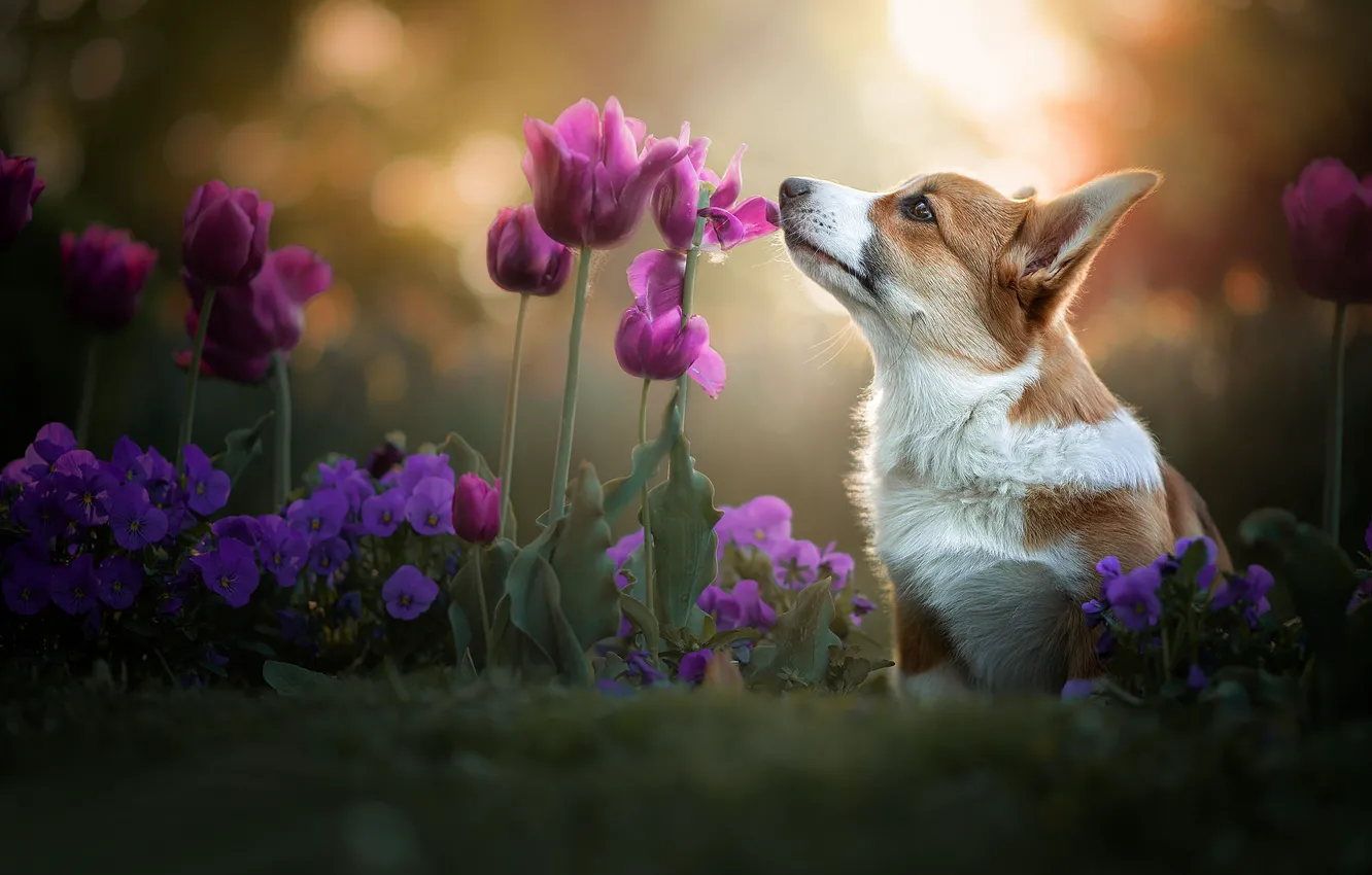 Photo wallpaper flowers, dog, tulips, Pansy, bokeh, doggie, Welsh Corgi