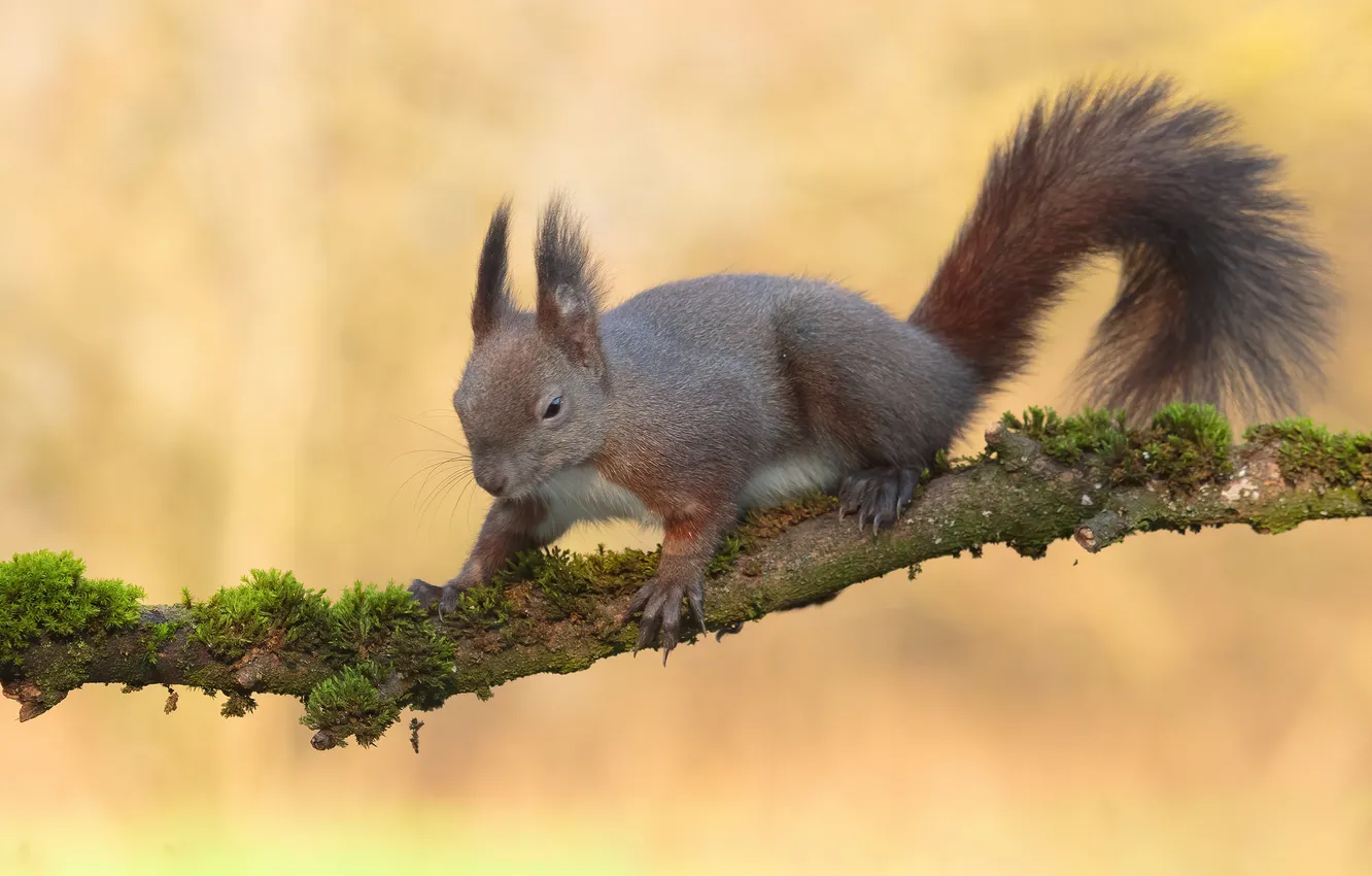 Photo wallpaper branch, protein, baggage