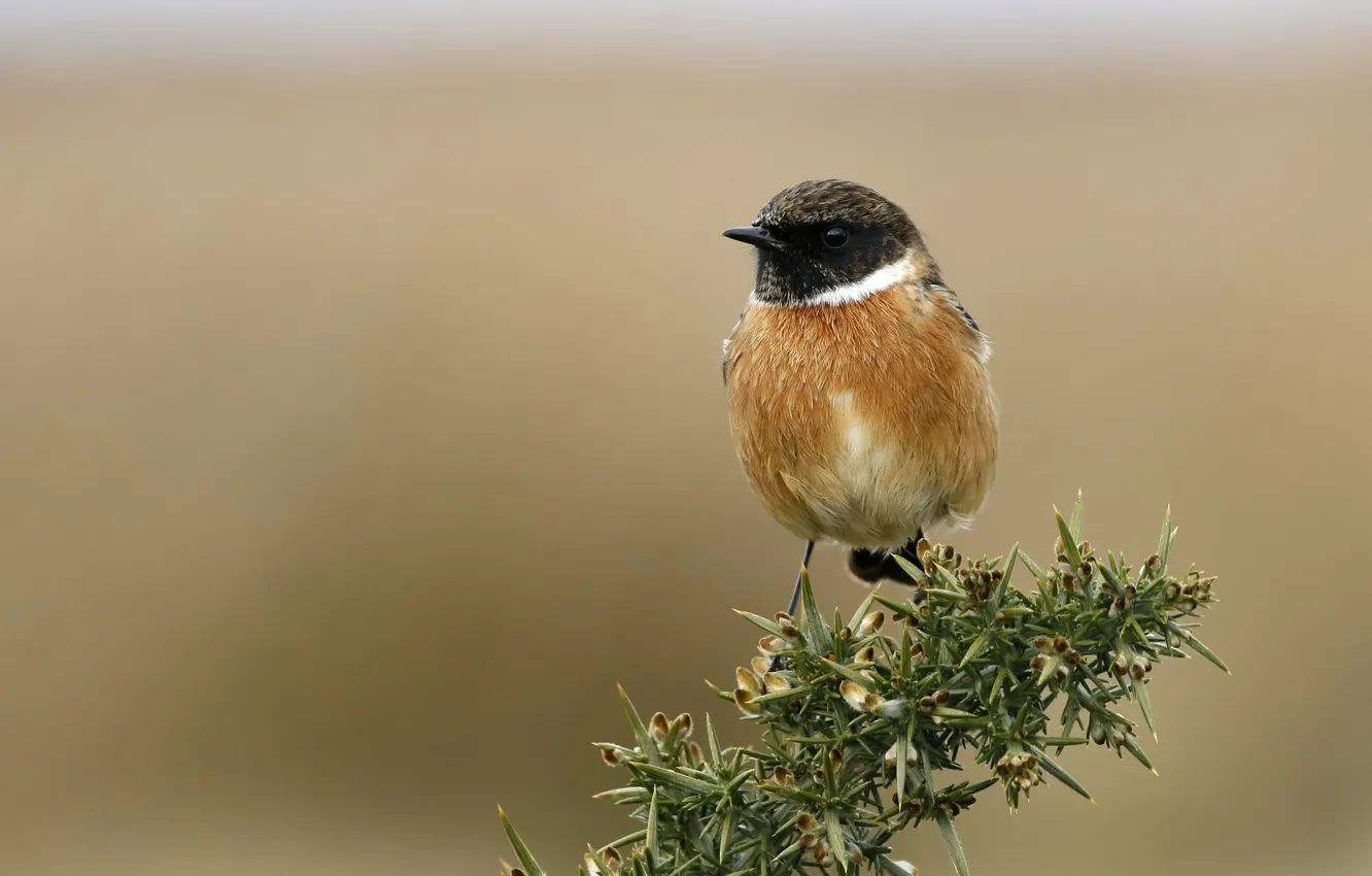 Photo wallpaper branches, bird, pichuga
