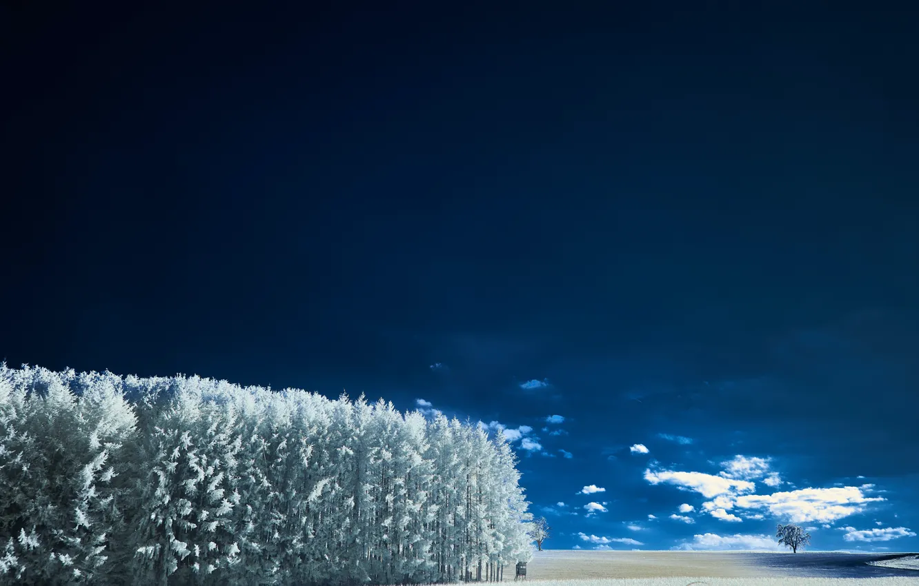 Photo wallpaper sky, trees, landscape, nature, wood, winter, clouds, snow