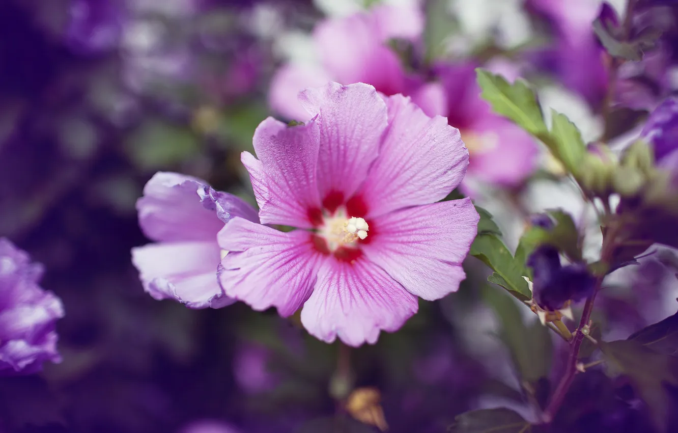 Photo wallpaper flower, lilac, pink, petals