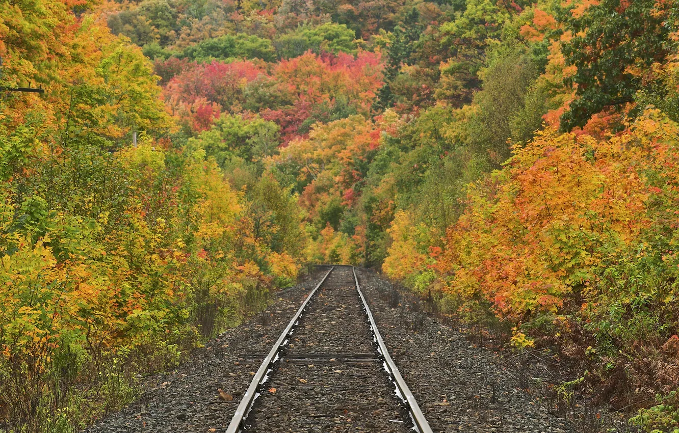 Photo wallpaper road, autumn, forest, trees, nature, rails, slope