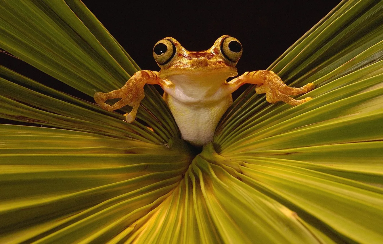 Photo wallpaper leaves, frog, amphibian