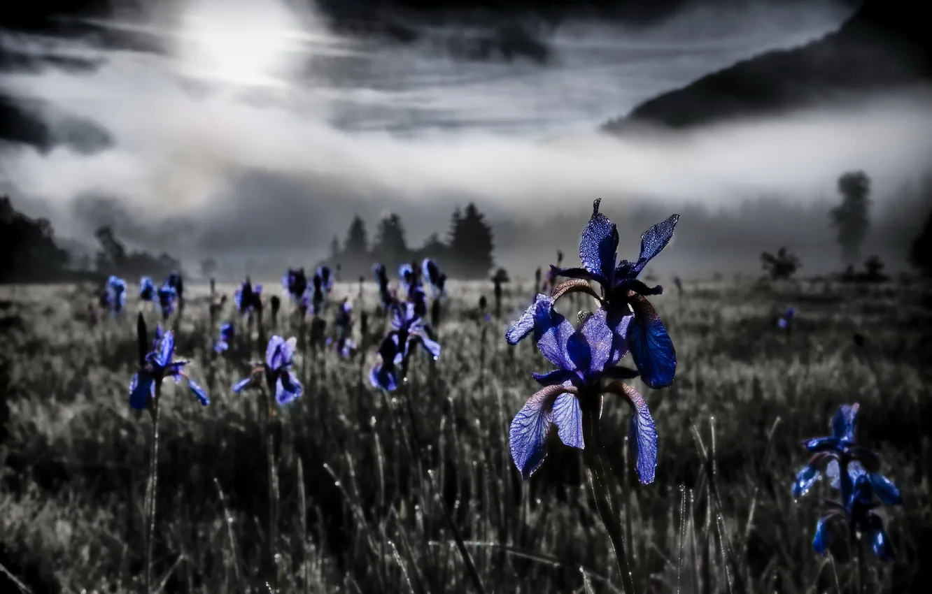 Photo wallpaper field, flowers, night, nature