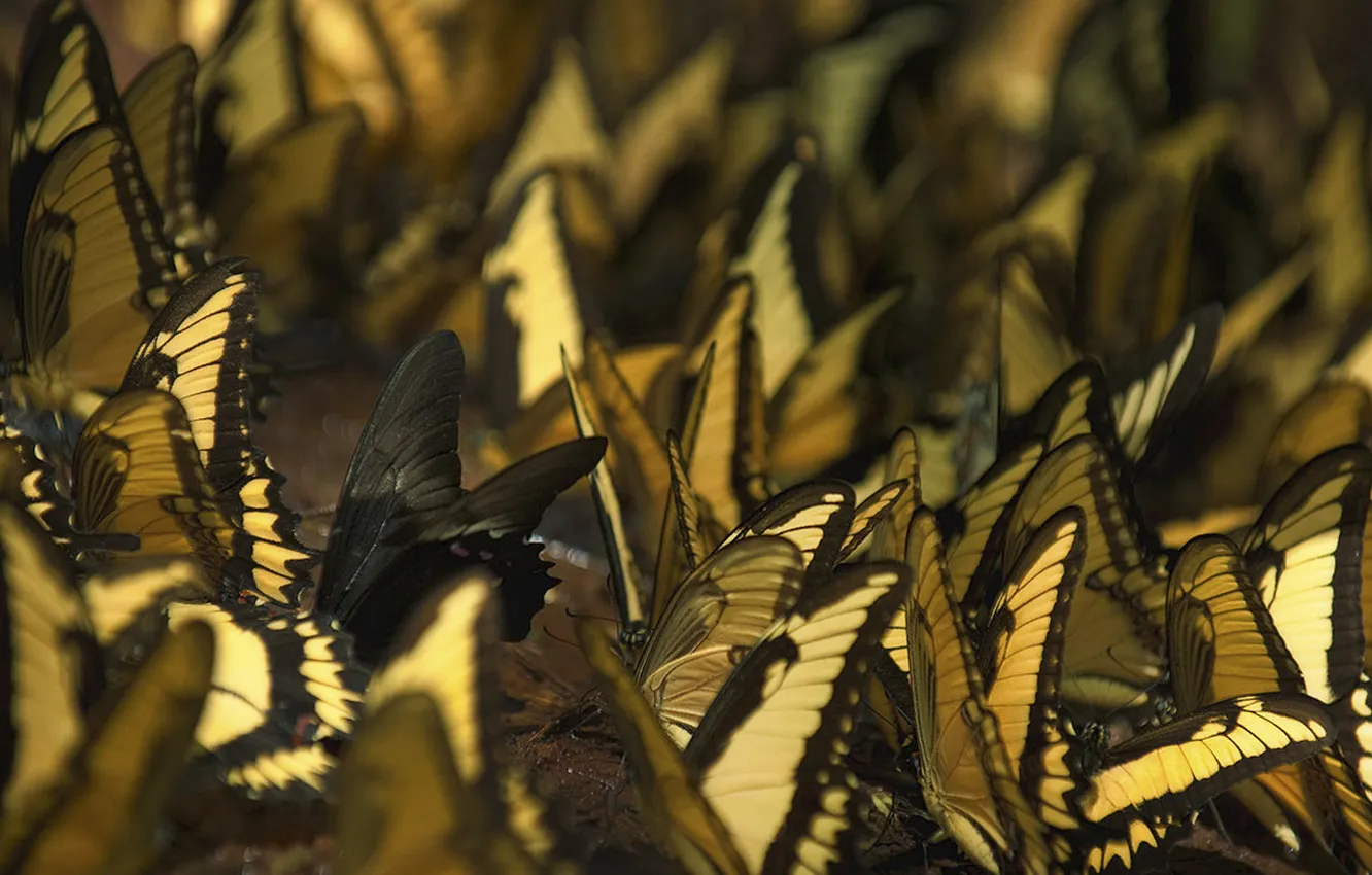 Photo wallpaper Wallpaper, butterfly, insect, different