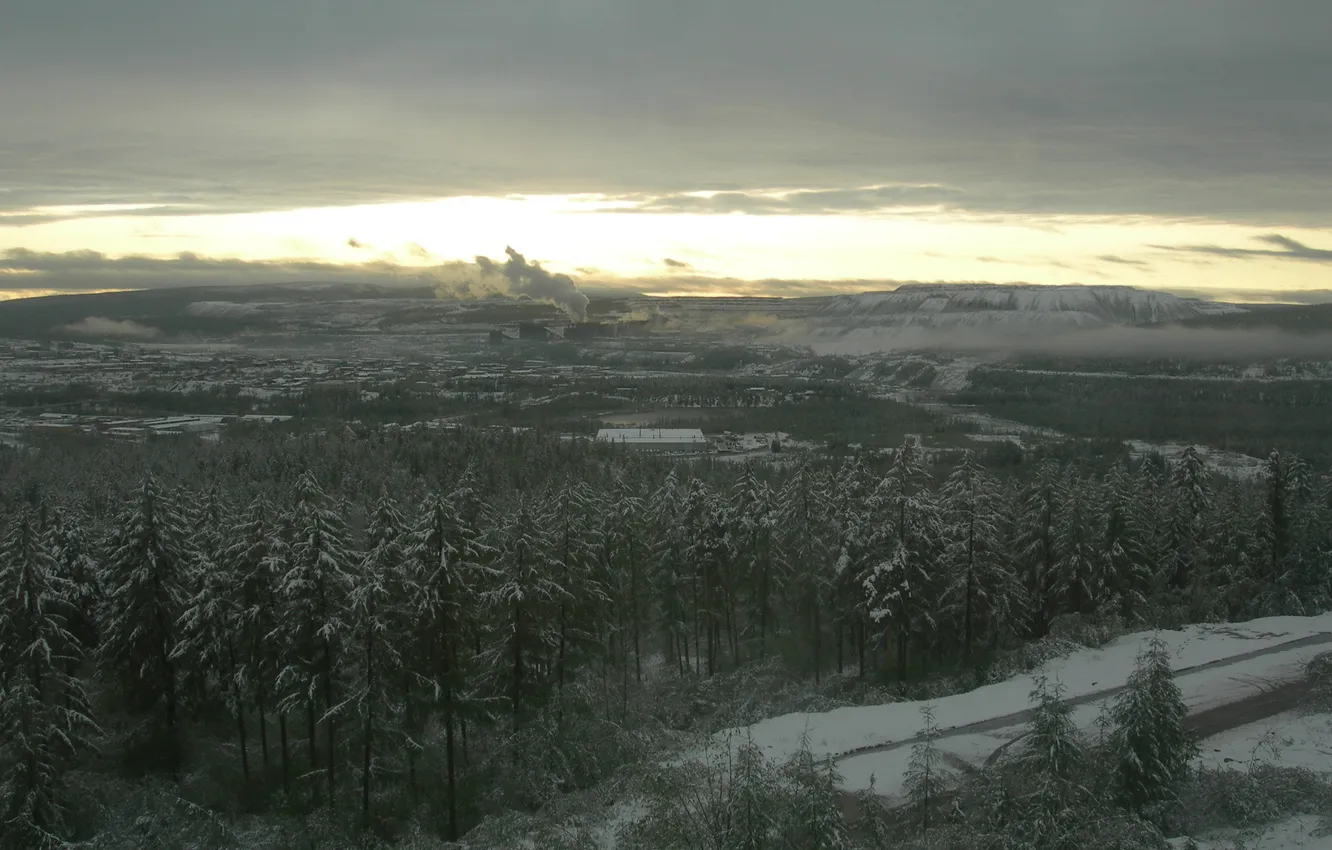 Photo wallpaper winter, plant, taiga