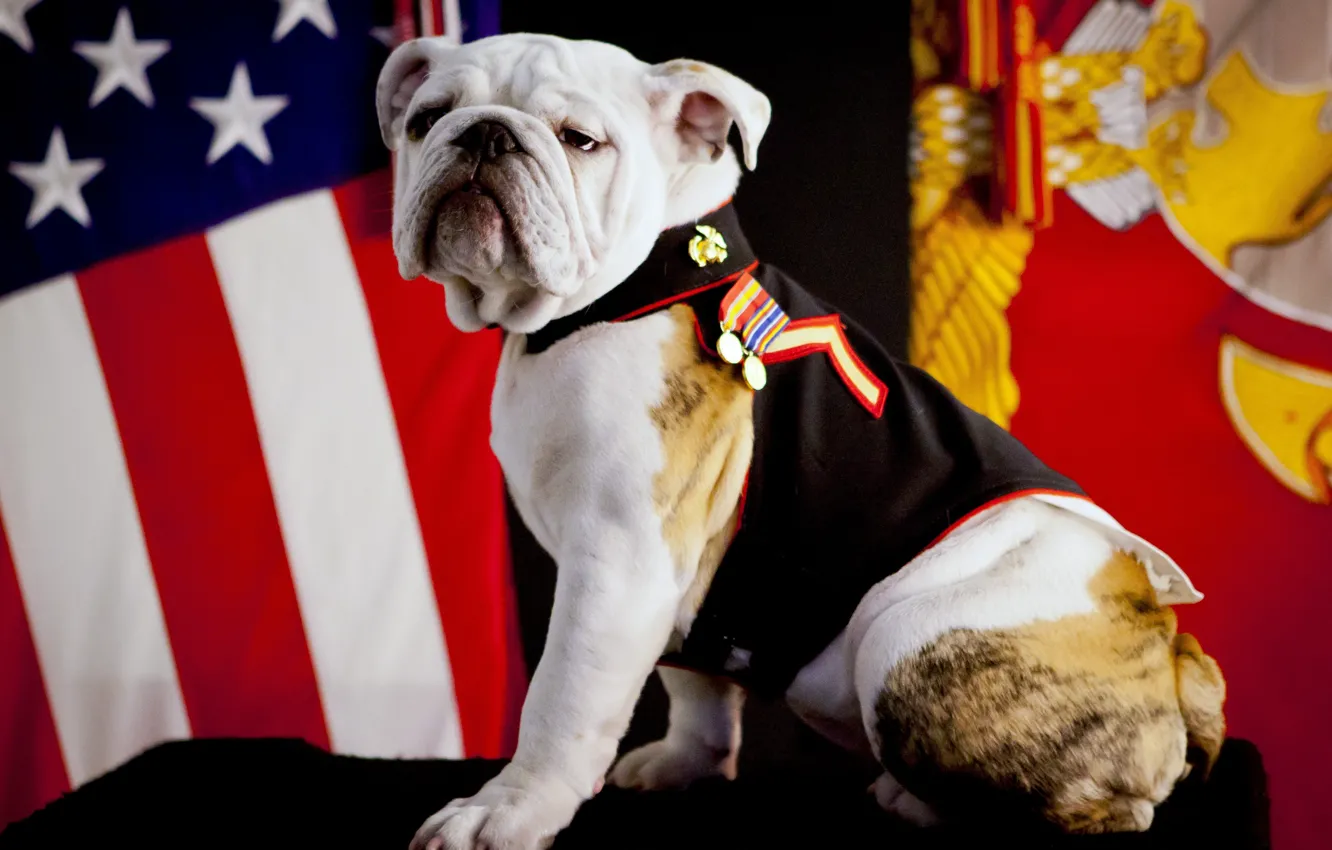Photo wallpaper USA, military, dog, marine, flag, pose, ceremony, decorations