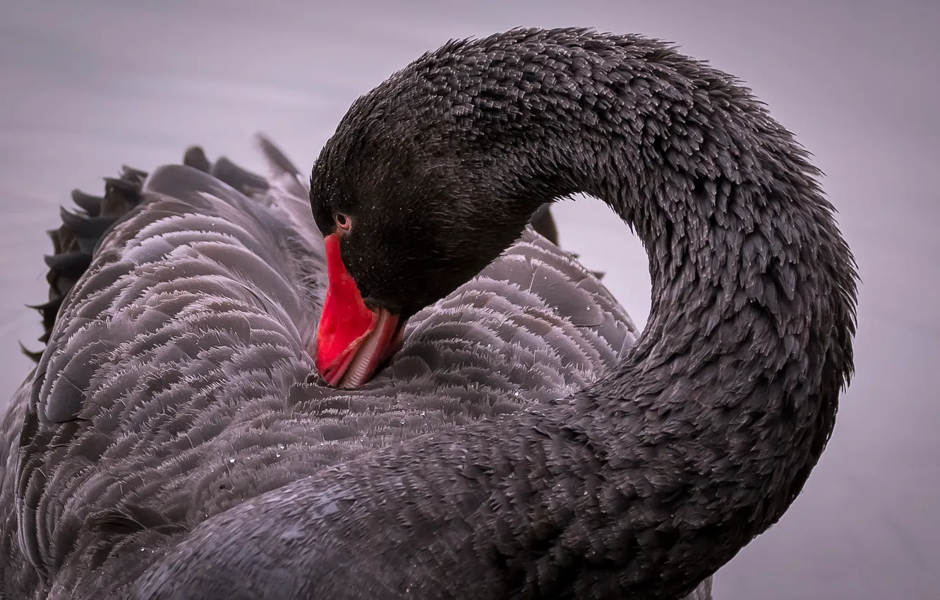 Photo wallpaper bird, swans, neck, black Swan