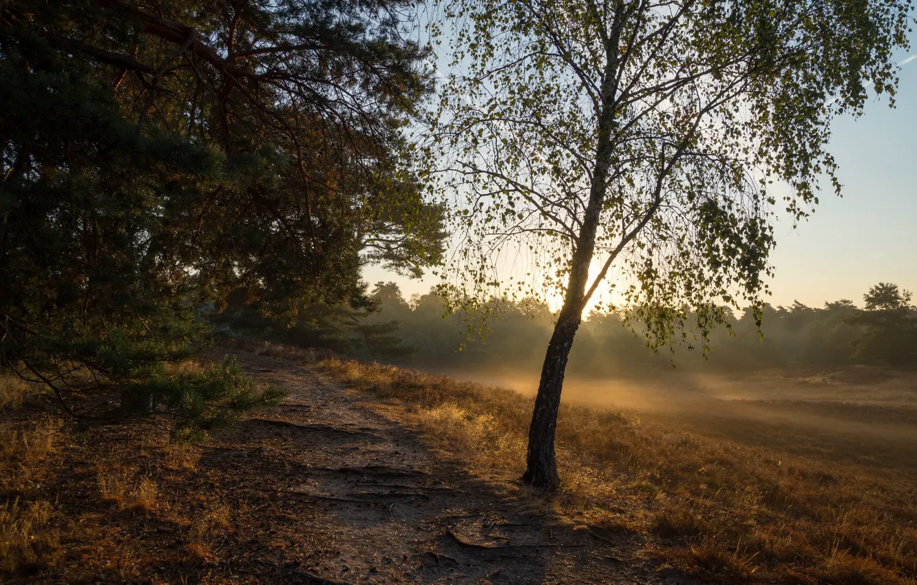 Photo wallpaper field, forest, grass, rays, light, trees, fog, morning