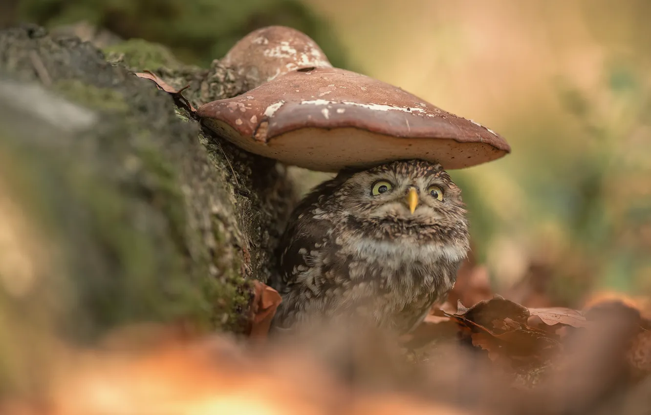 Photo wallpaper owl, bird, mushroom, blur, The little owl