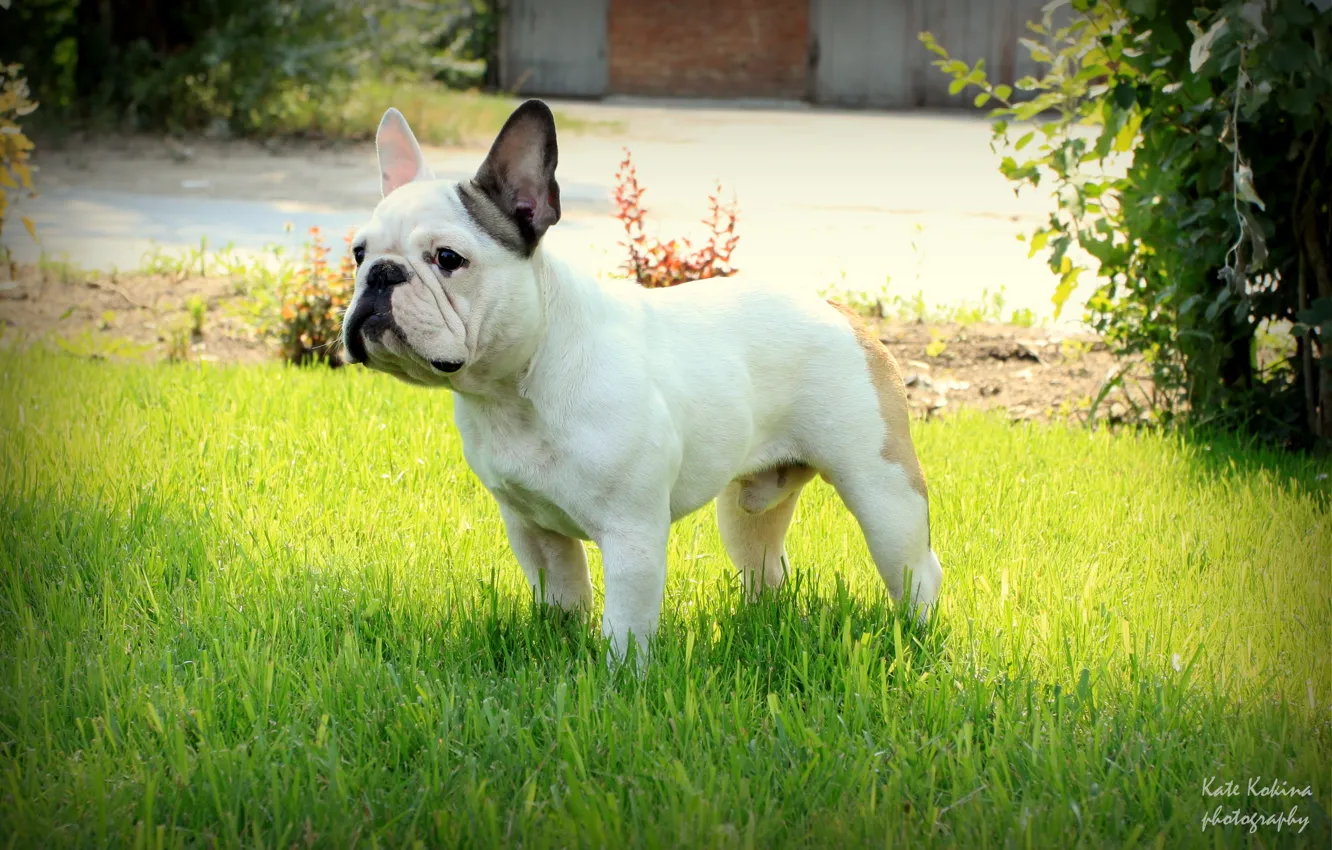 Photo wallpaper grass, stand, French bulldog