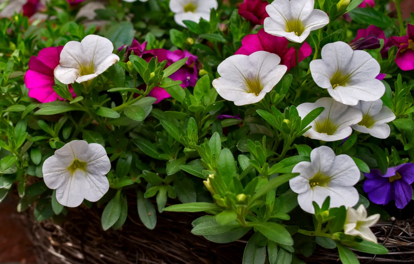 Photo wallpaper macro, colorful, calibrachoa