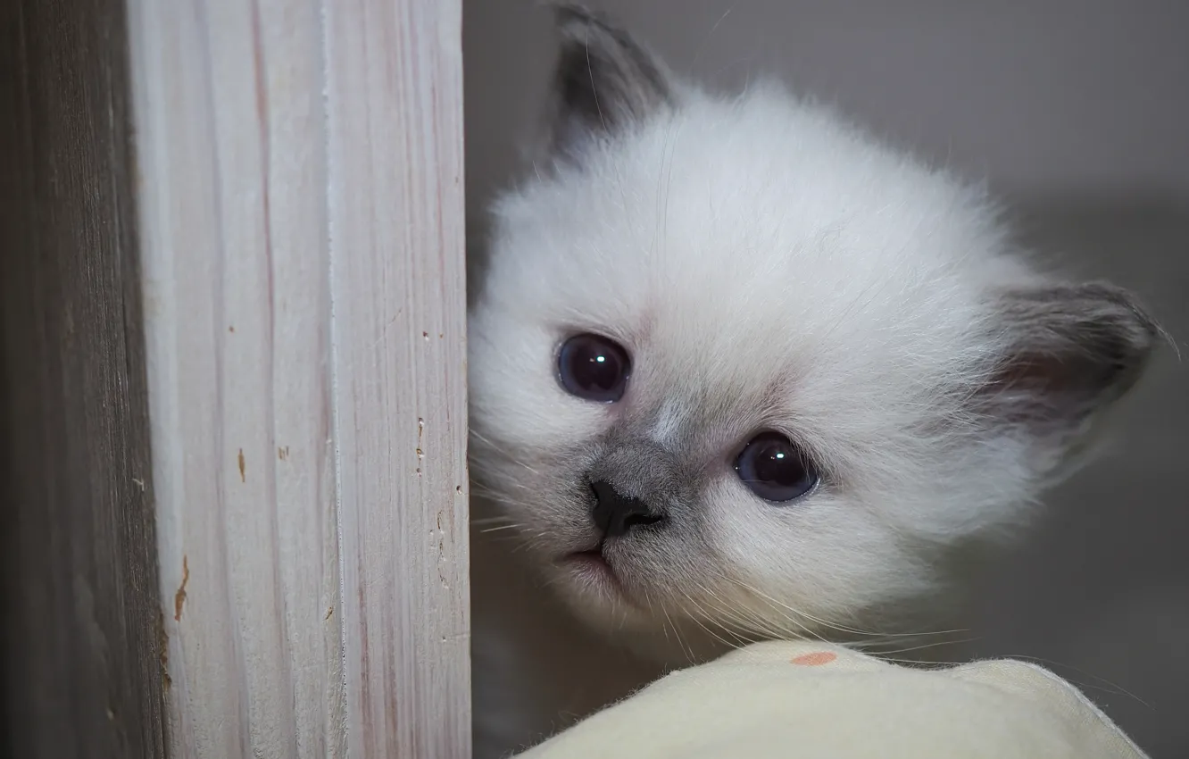 Photo wallpaper cat, white, look, sweetheart, portrait, baby, kitty, grey background