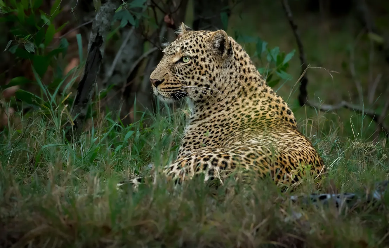 Photo wallpaper thickets, leopard, lies