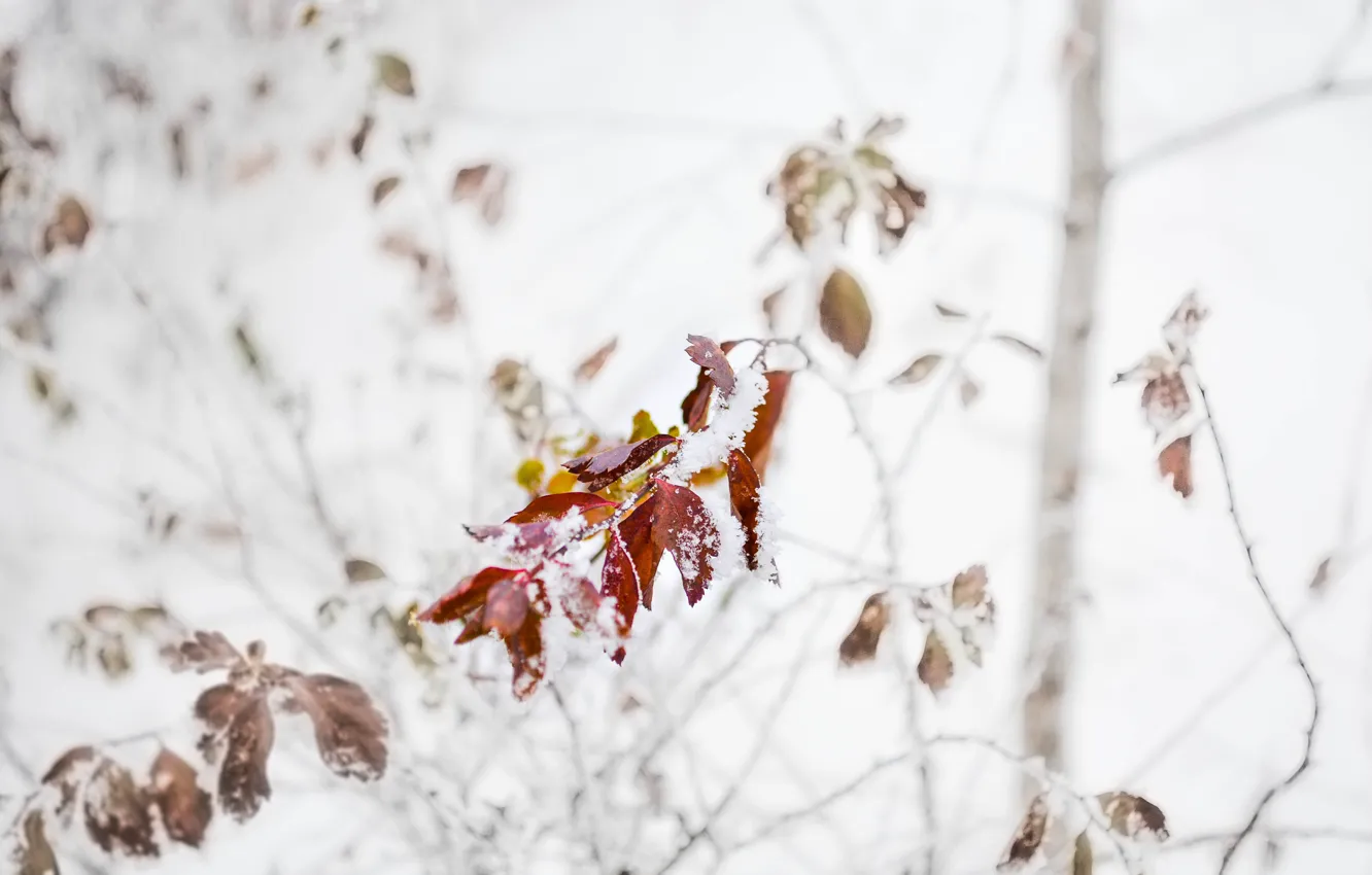 Photo wallpaper winter, leaves, snow, blur, light background, the bushes