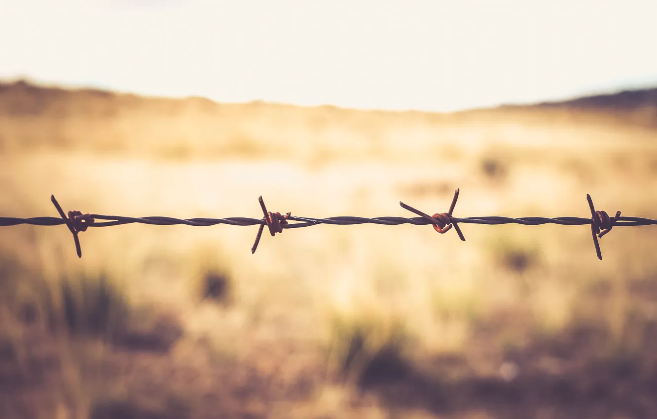 Photo wallpaper macro, nature, spikes, barbed wire