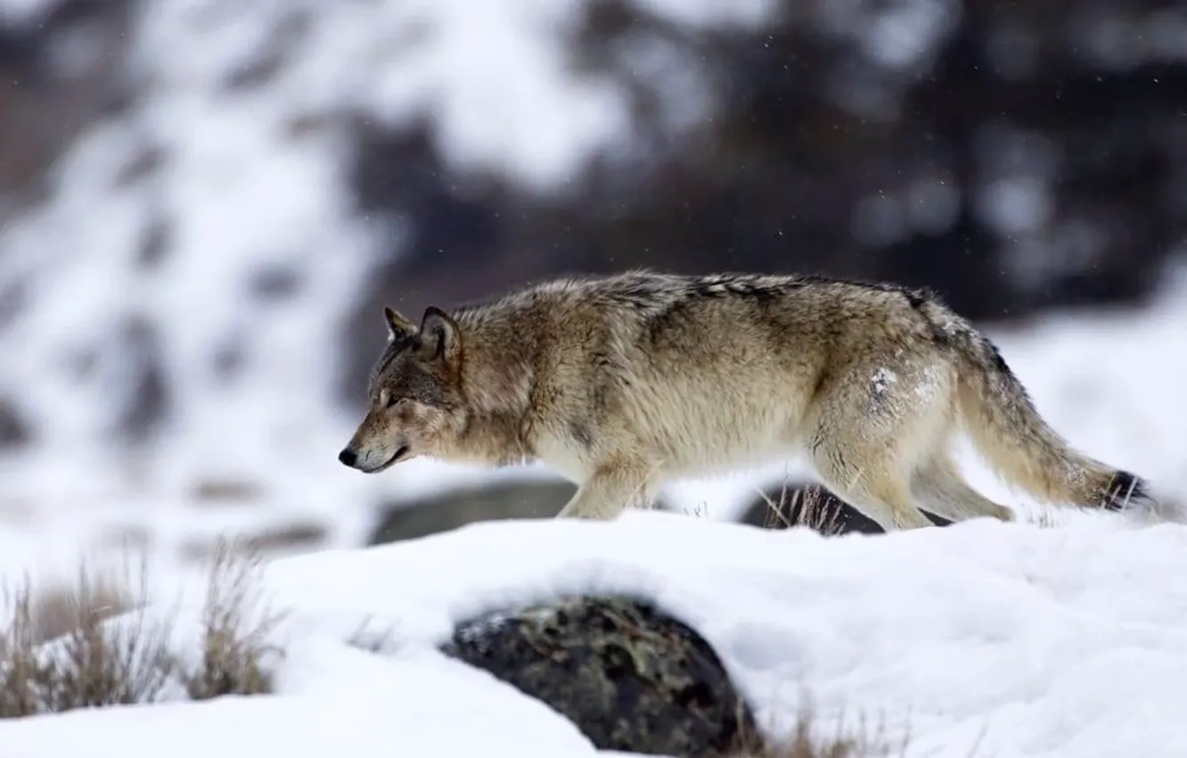 Photo wallpaper Predator, nature, animal, wolf, wildlife, portrait, portrait., Canis lupus. face