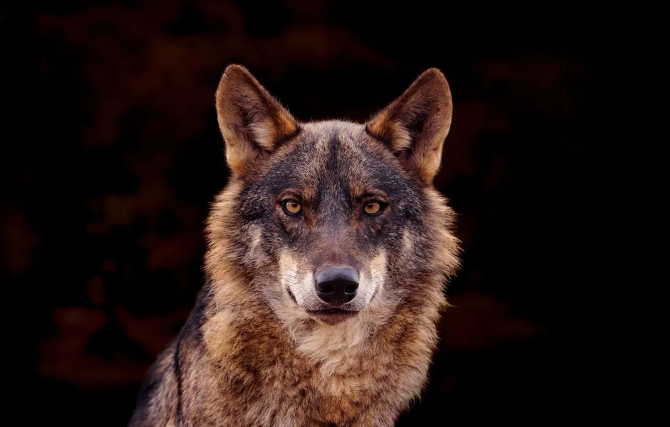 Photo wallpaper nature, Gray Wolf, face, animal, wolf, canis lupus, wildlife, head