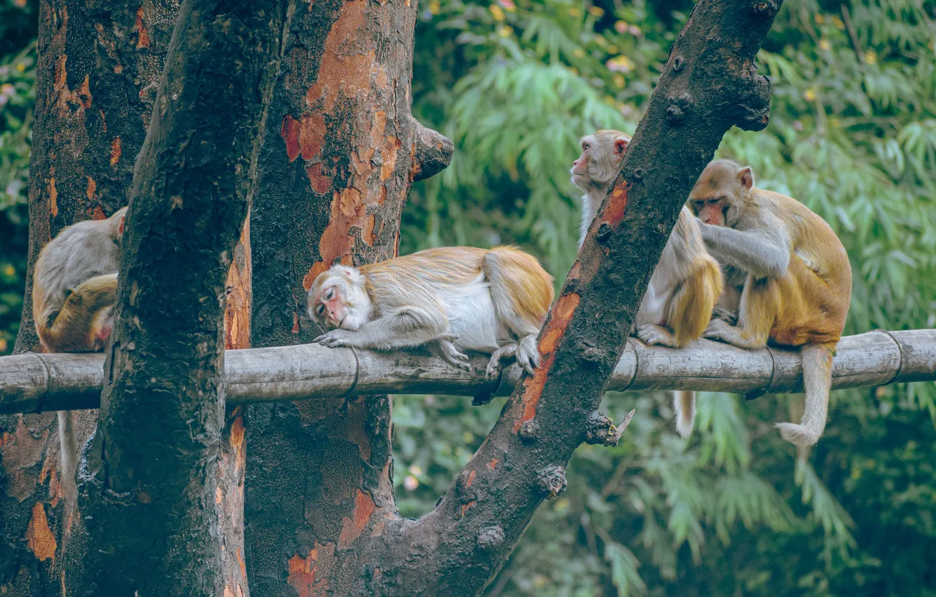 Photo wallpaper trees, monkey, wildlife, monkeys