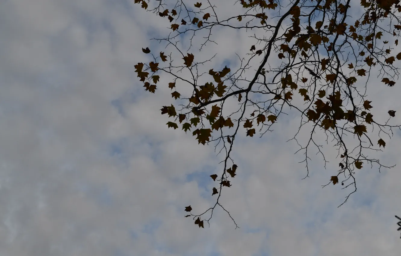Photo wallpaper the sky, branches, Park, Sochi