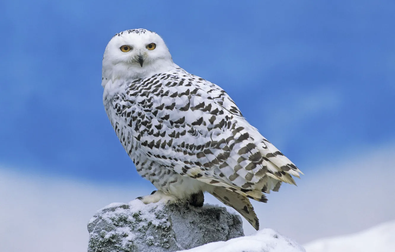 Photo wallpaper owl, bird, polar