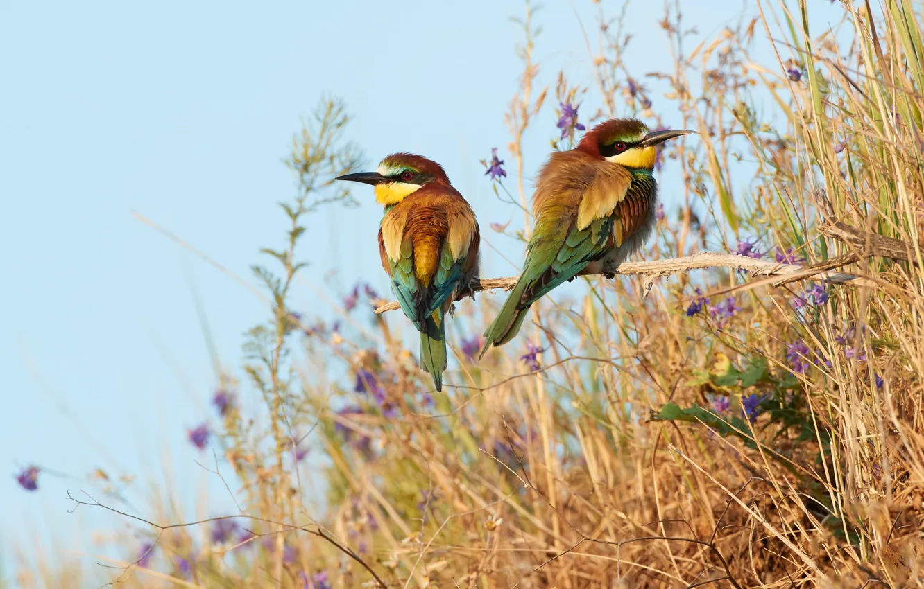 Photo wallpaper grass, flowers, branches, bird, two, a couple, the European bee-eater Golden, schurka