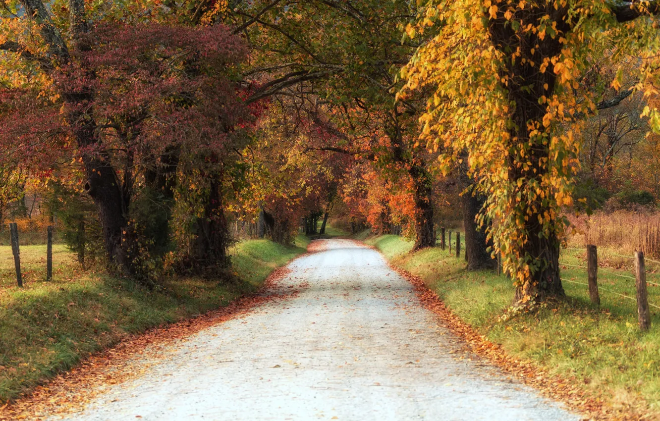 Photo wallpaper road, trees, autumn, leaves, shadows, countryside, farm, fall