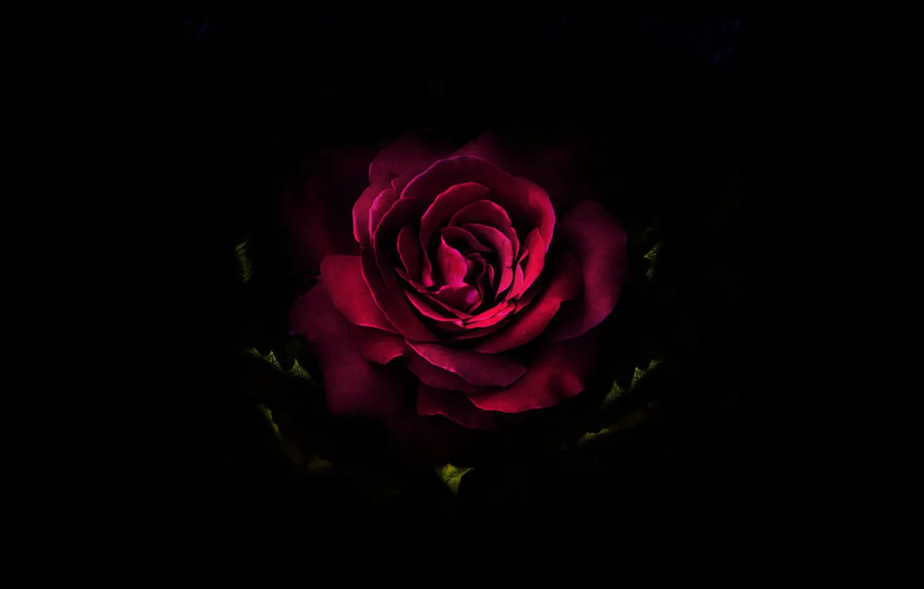 Photo wallpaper flowers, black, roses, art