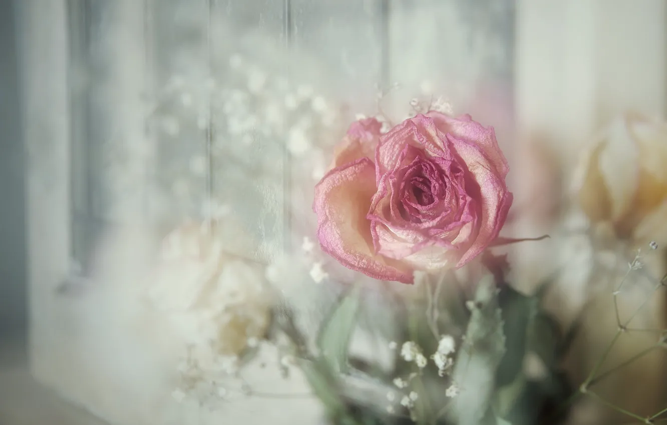Photo wallpaper roses, vintage, bokeh, gypsophila