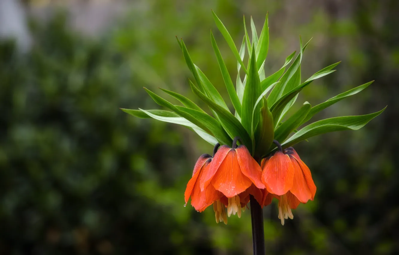 Photo wallpaper flowers, orange, focus, bells, field, The Imperial fritillary