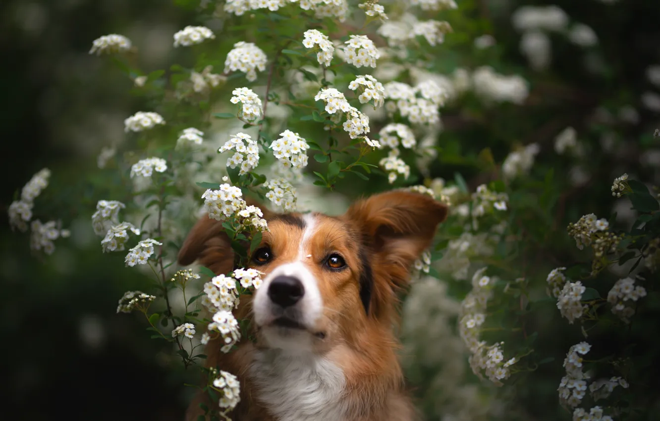 Photo wallpaper look, face, flowers, portrait, dog