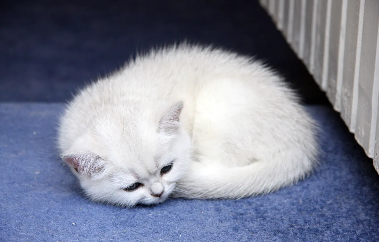 Photo wallpaper cat, cat, small, sleeping