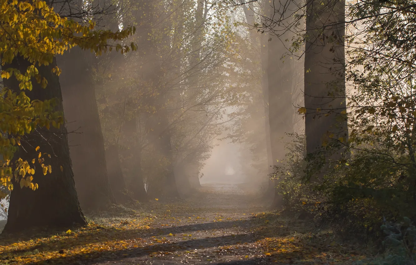 Photo wallpaper autumn, leaves, rays, light, trees, branches, fog, Park