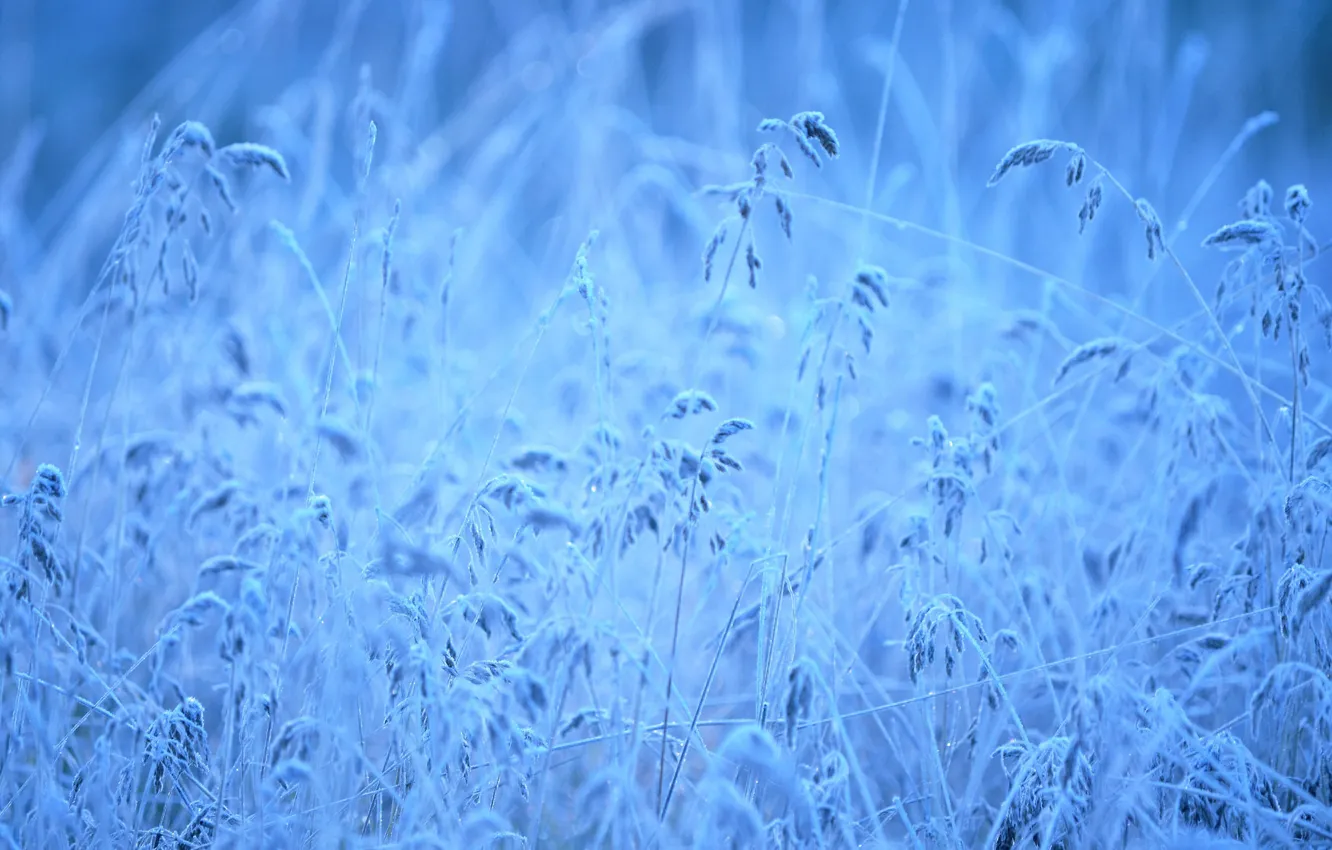 Photo wallpaper frost, grass, freezing