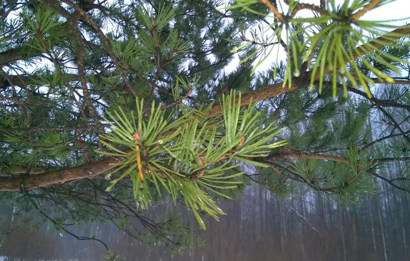 Photo wallpaper spring, pine, March