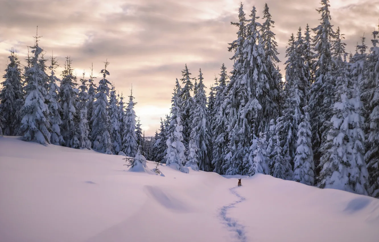 Photo wallpaper winter, forest, snow, traces, dog, morning