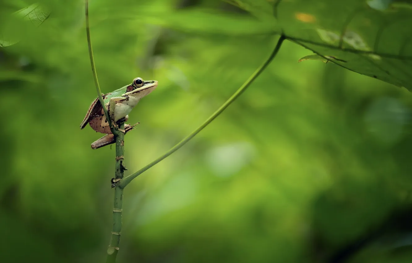 Photo wallpaper nature, background, frog