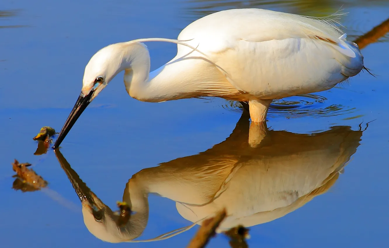 Photo wallpaper water, reflection, bird, beak