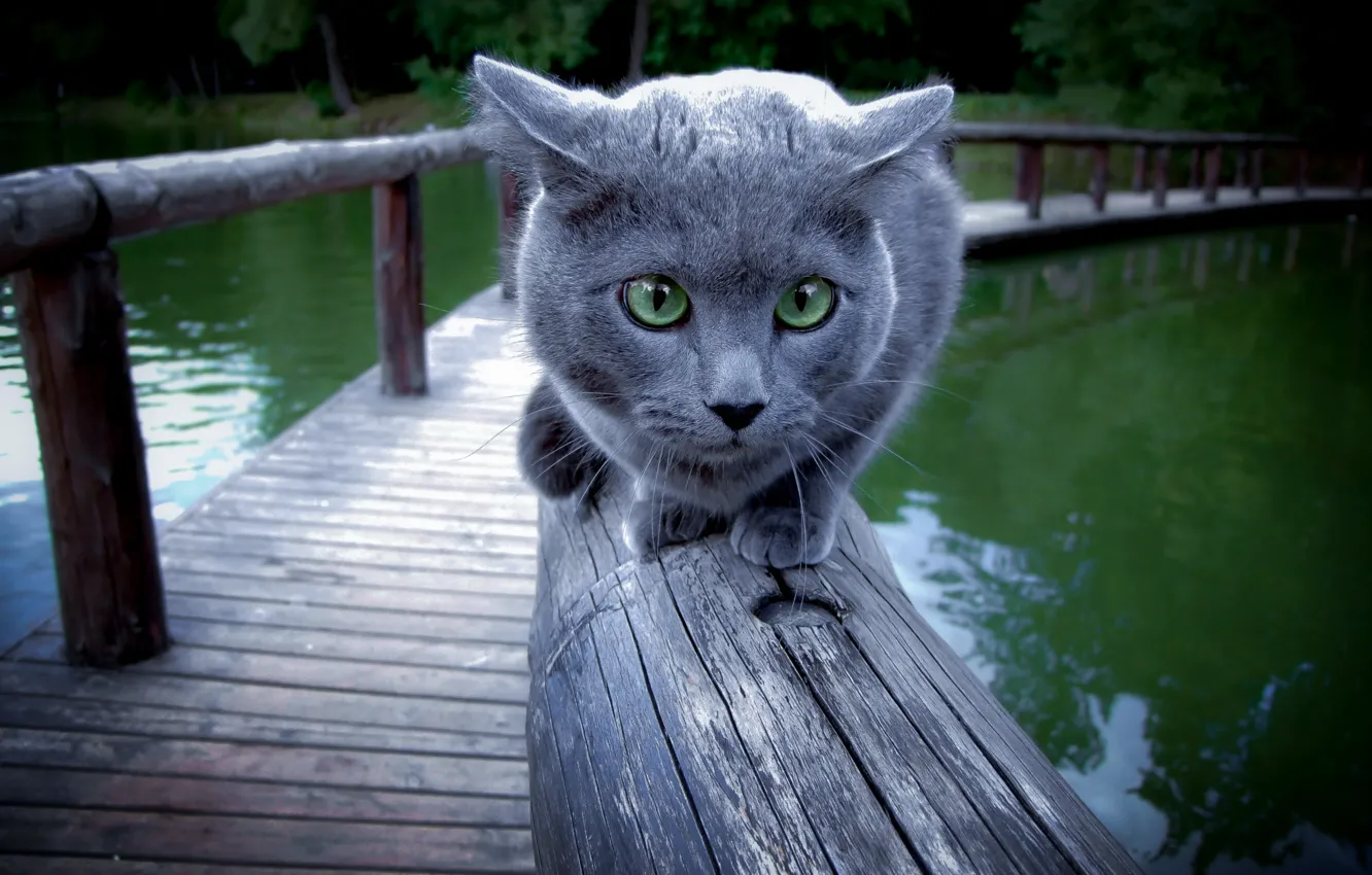 Photo wallpaper cat, background, railings