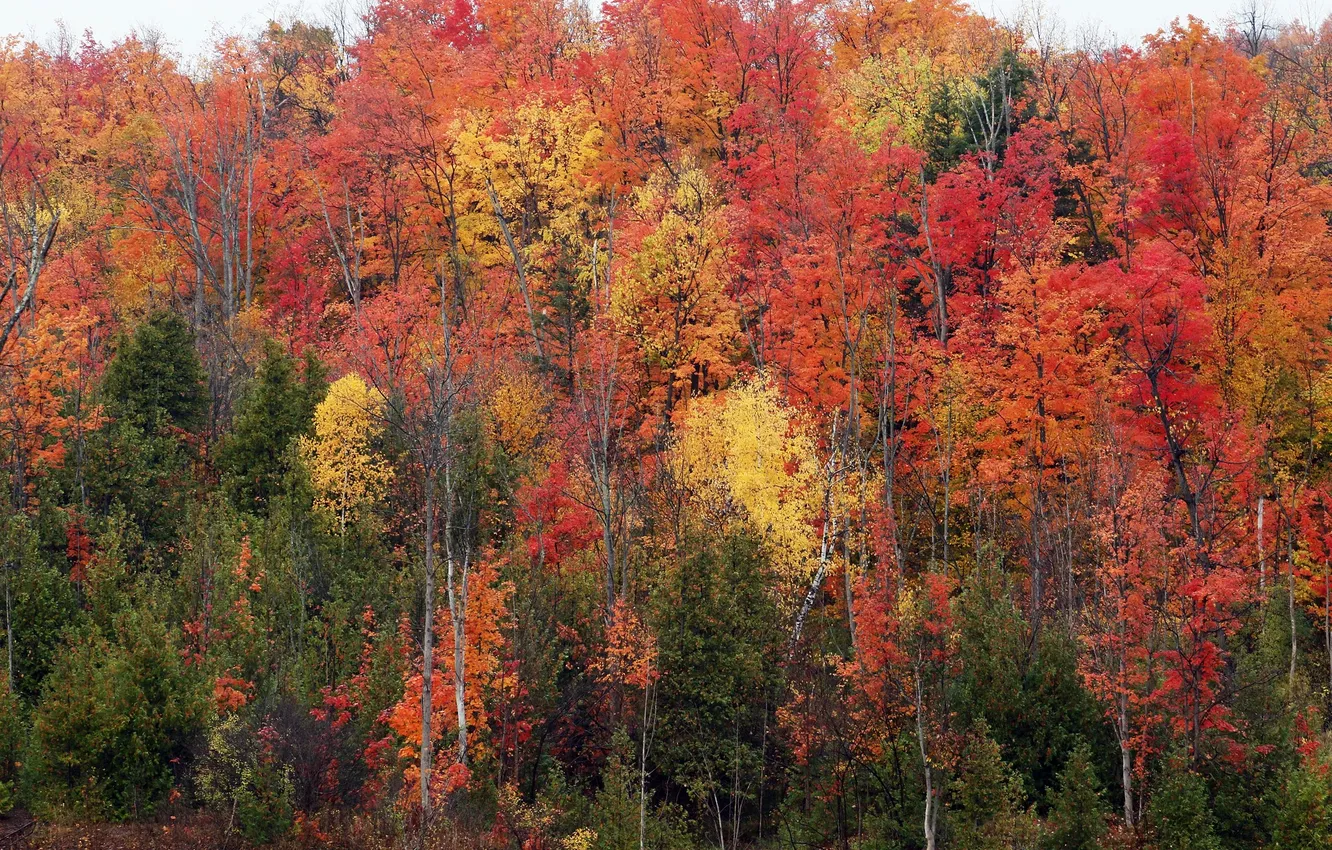Photo wallpaper autumn, forest, autumn forest