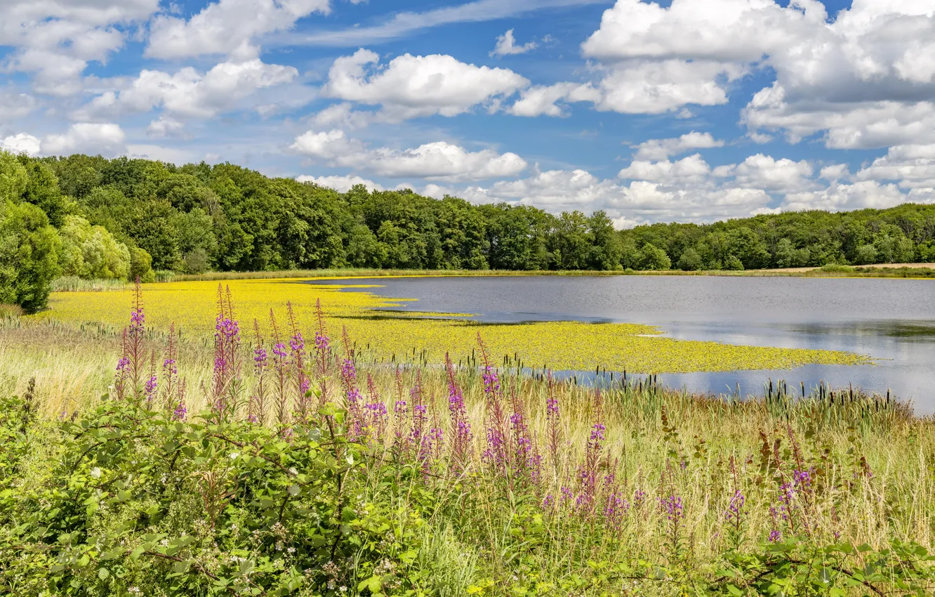 Photo wallpaper summer, lake, shore