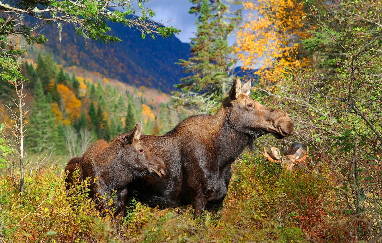 Photo wallpaper autumn, forest, family, moose, October, Moose