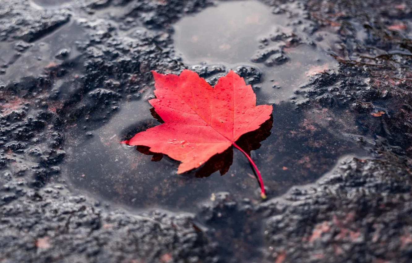 Photo wallpaper red, sheet, puddle, red, leaf, puddle