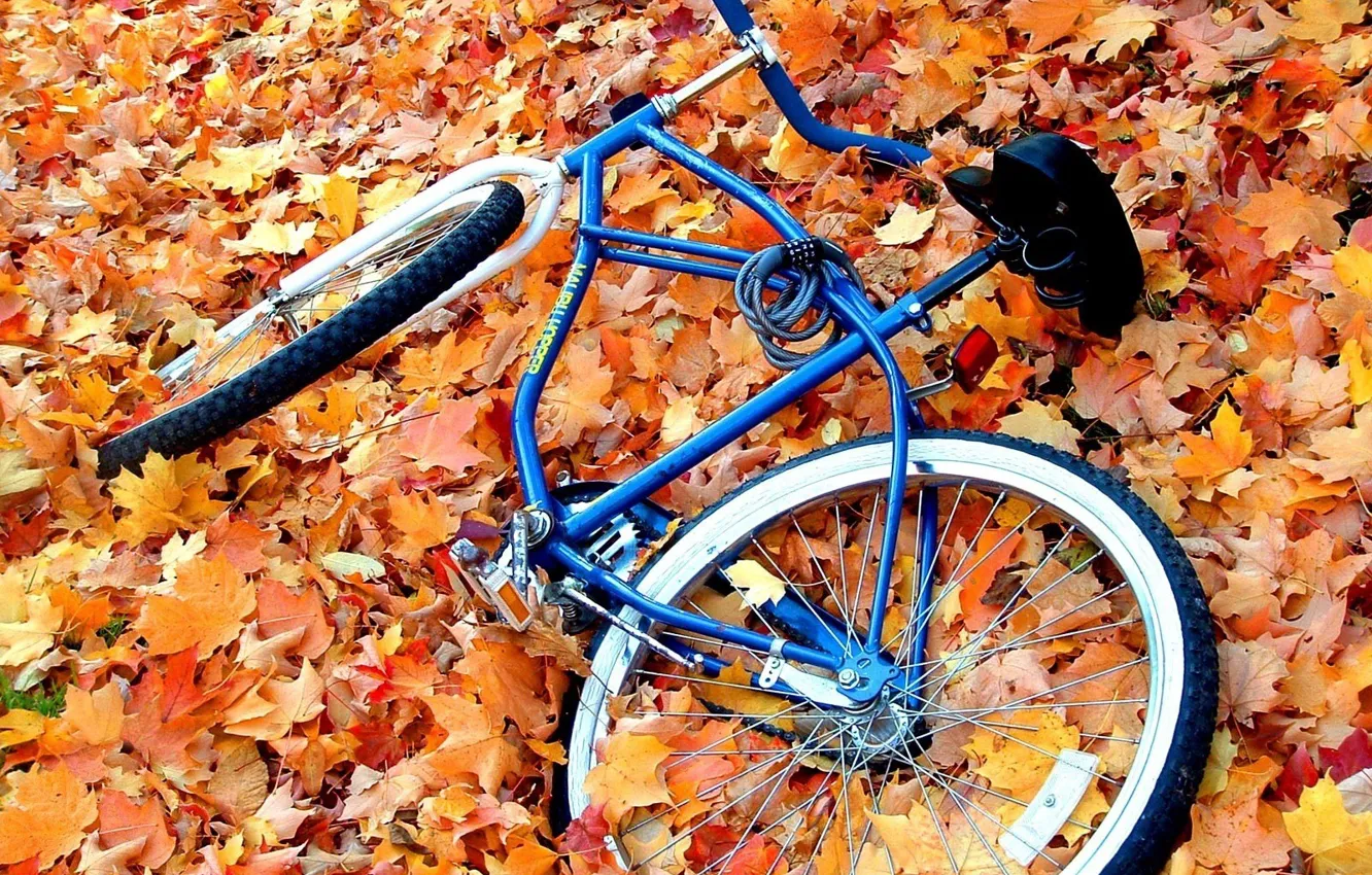 Photo wallpaper autumn, leaves, yellow, bike, great, abandoned